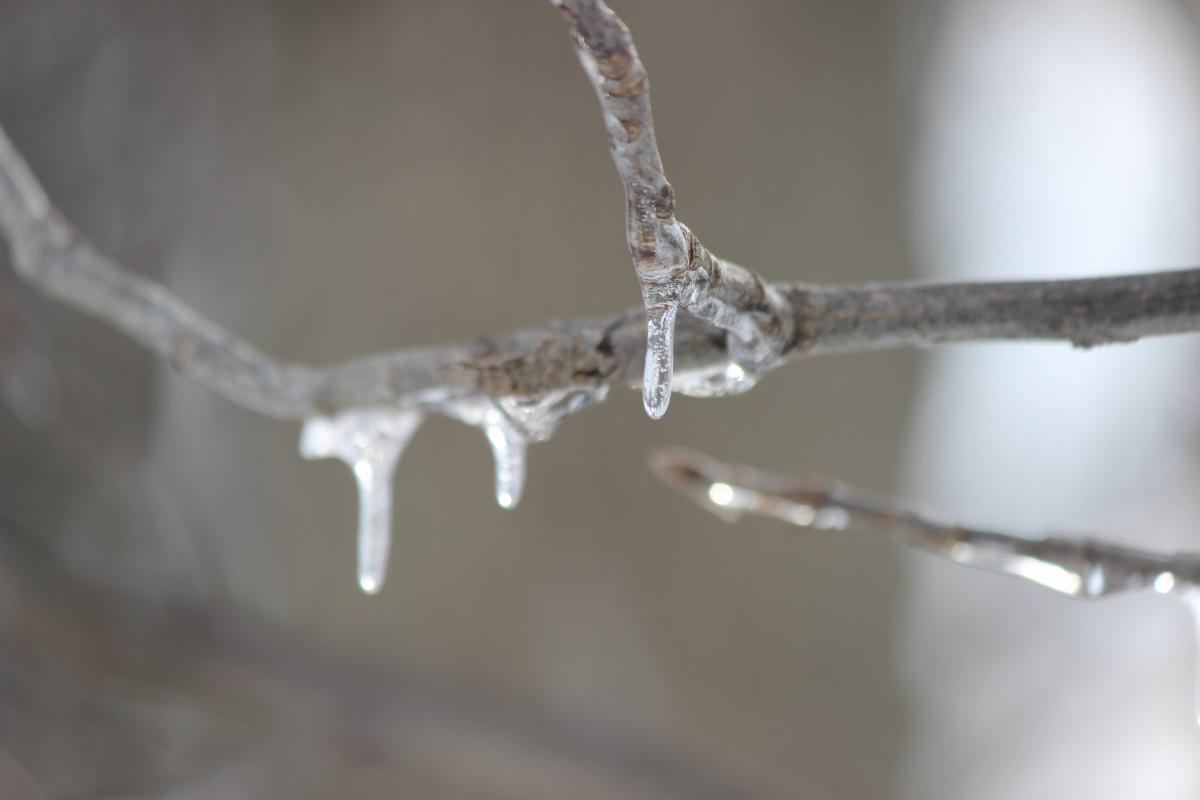 Branch covered with ice